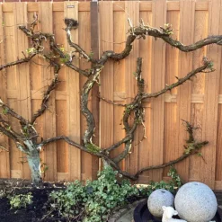 Online Elephant Schutting set hardhout kempas Timber recht 14L v-groef (9,42 meter)