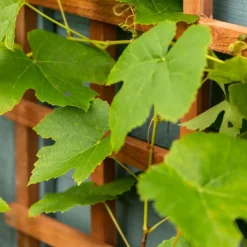 Discount Elephant Trellis scherm hardhout recht (55 x 180 cm)